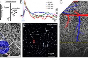 Published paper "Neurovascular Network Explorer 2.0: A Database of 2-Photon Single-Vessel Diameter Measurements from Mouse SI Cortex in Response To Optogenetic Stimulation"